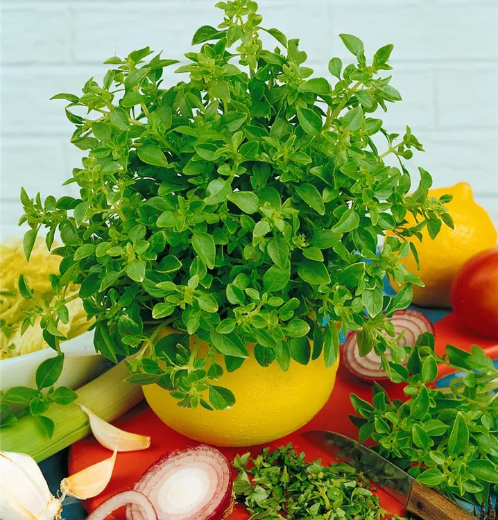 Garten-Basilikum 'Balkonstar'