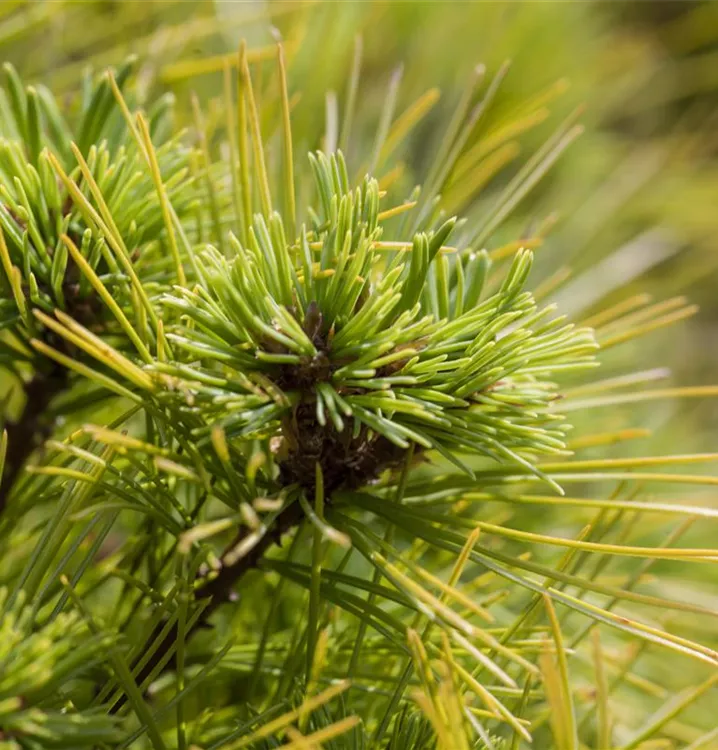 Kissen-Kiefer 'Minima'