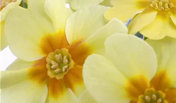 Zum Vergrößern klicken Bildvorschau