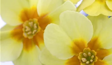 Zum Vergrößern klicken Bildvorschau