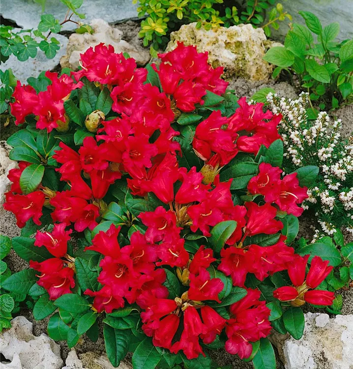 Zwergrhododendron