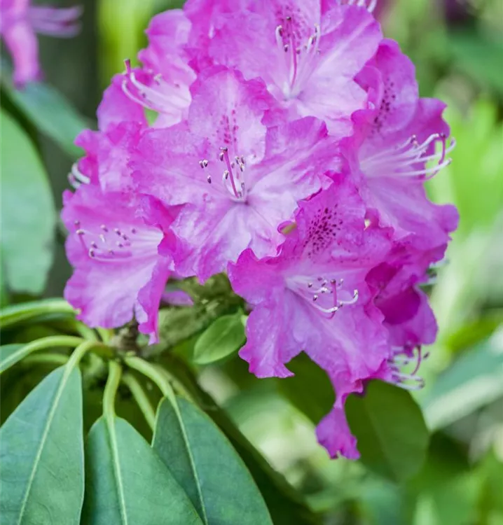 Rhododendron, INKARHO®, rosa