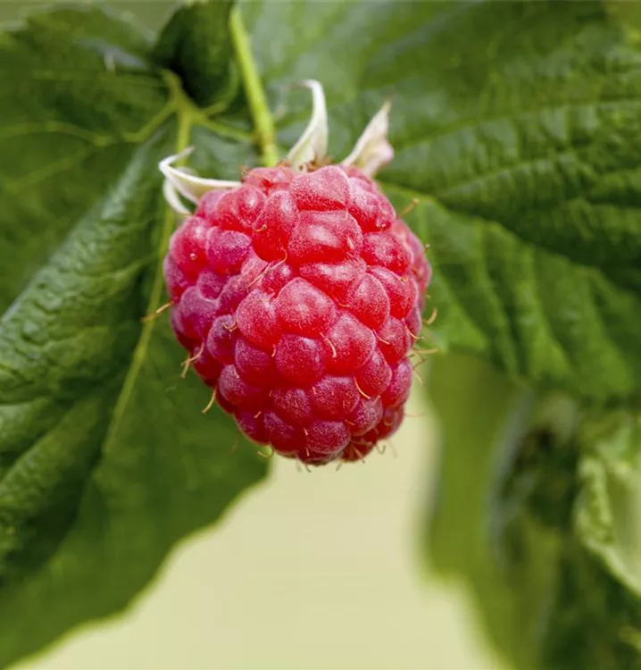 Himbeere 'Malling Promise'